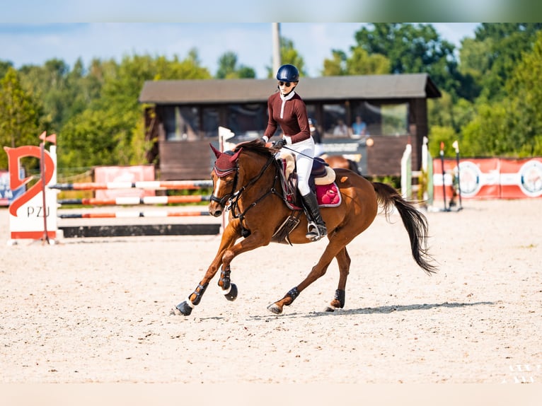 Caballo deportivo polaco Yegua 11 años 158 cm Alazán in Warszawa