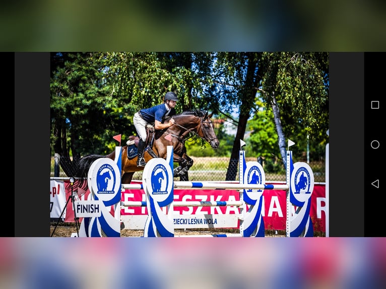 Caballo deportivo polaco Yegua 11 años 164 cm Castaño oscuro in Prudnik