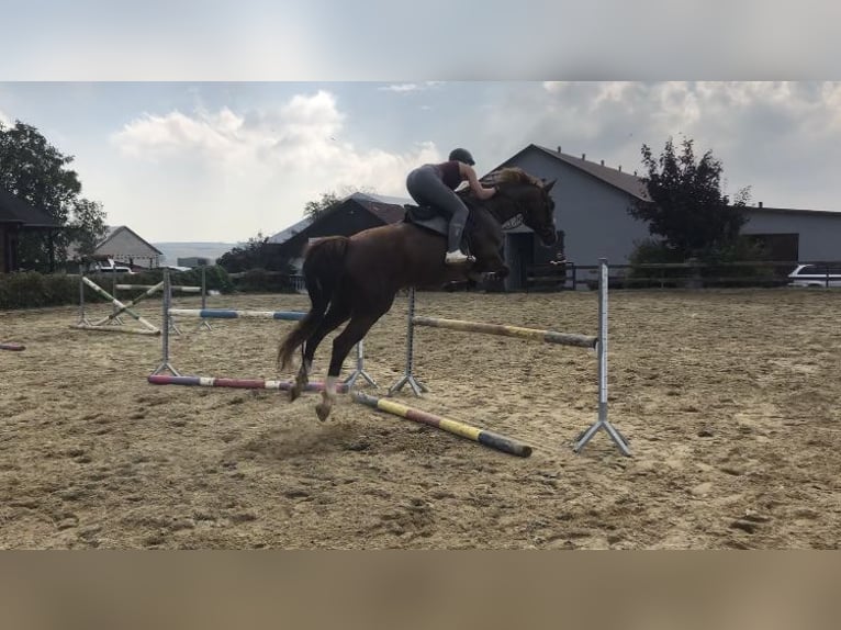 Caballo deportivo polaco Yegua 11 años 165 cm Alazán-tostado in Marysin