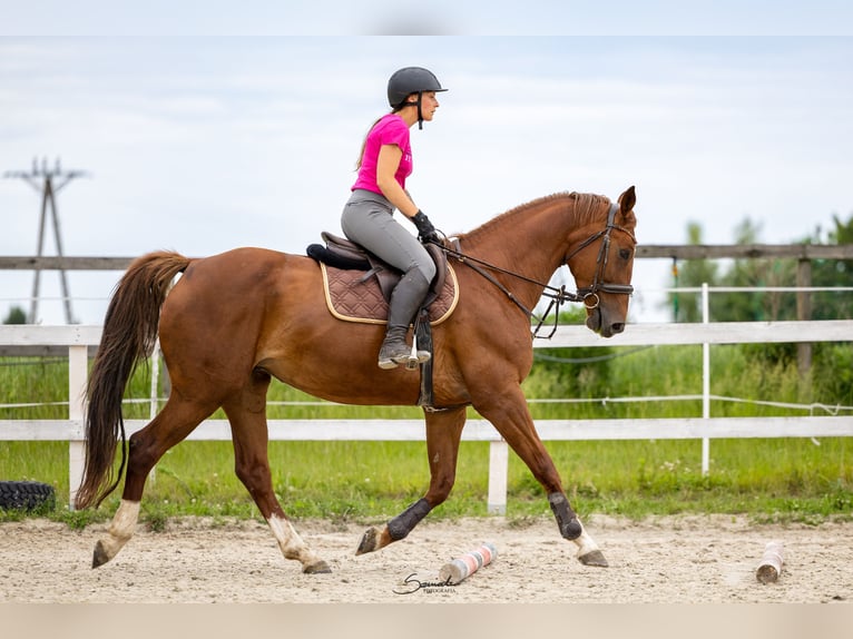 Caballo deportivo polaco Yegua 11 años 165 cm Alazán-tostado in Marysin