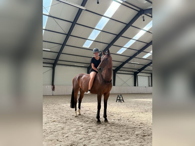 Caballo deportivo polaco Yegua 11 años 167 cm Castaño rojizo in Grzmiąca