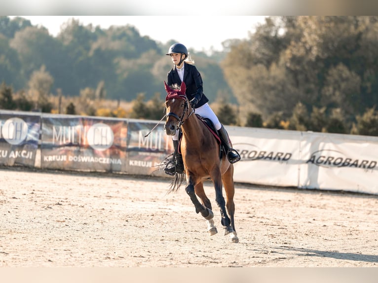 Caballo deportivo polaco Yegua 11 años 167 cm Castaño rojizo in Grzmiąca
