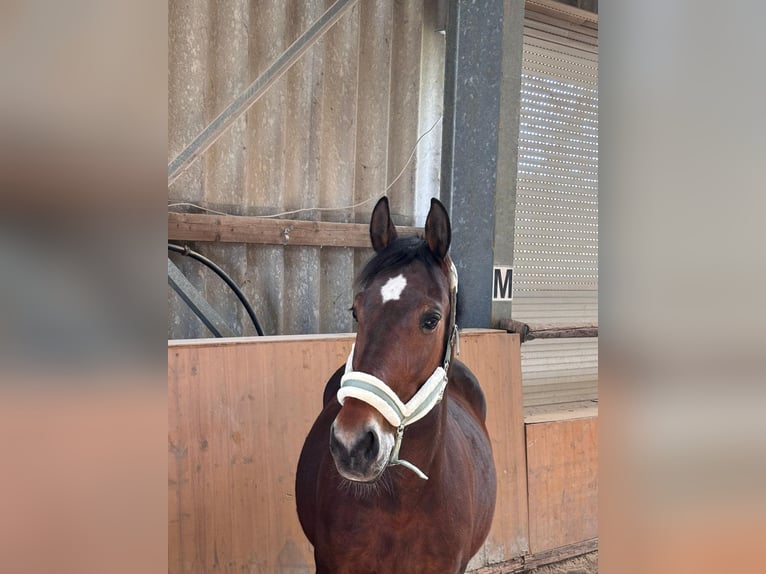 Caballo deportivo polaco Yegua 11 años 170 cm Castaño in Heddesheim