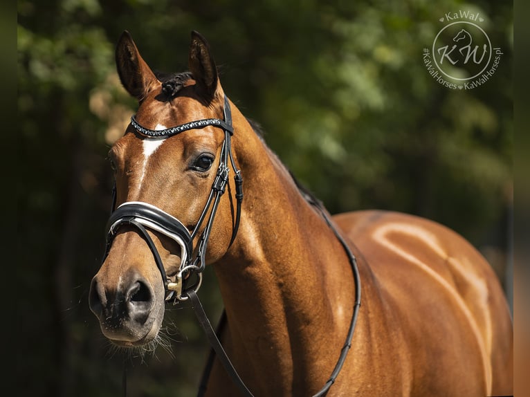 Caballo deportivo polaco Yegua 12 años 163 cm Castaño in Aleksandrów Łódzki
