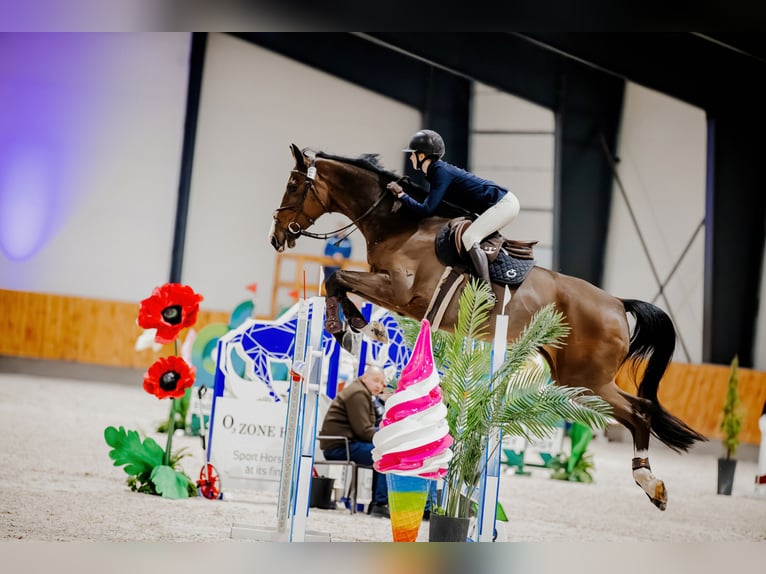 Caballo deportivo polaco Yegua 13 años 178 cm Castaño rojizo in Warszawa