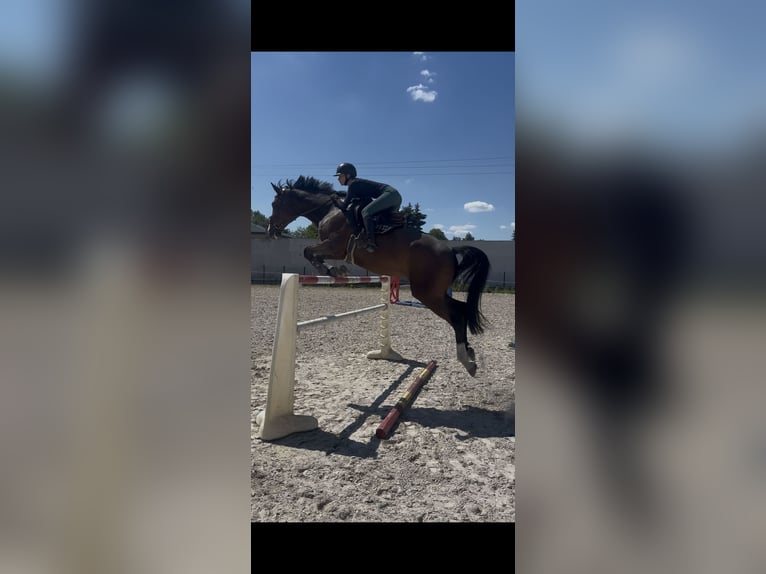 Caballo deportivo polaco Yegua 13 años 178 cm Castaño rojizo in Warszawa