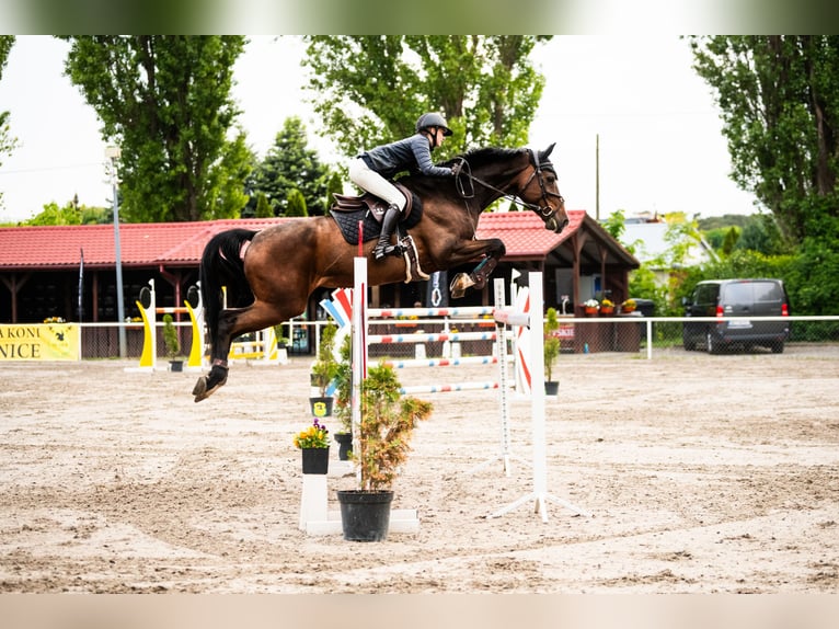 Caballo deportivo polaco Yegua 14 años 178 cm Castaño rojizo in Warszawa