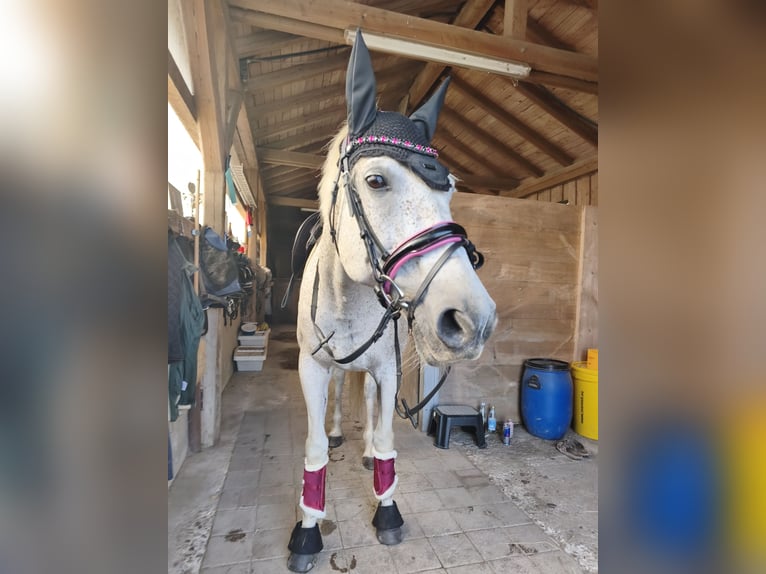 Caballo deportivo polaco Yegua 15 años 150 cm Tordo picazo in Ingolstadt