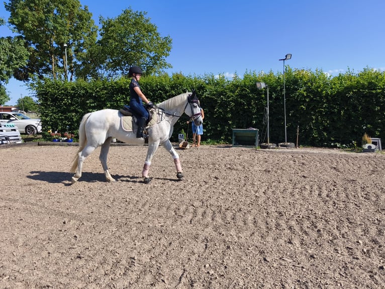 Caballo deportivo polaco Yegua 15 años 150 cm Tordo picazo in Ingolstadt
