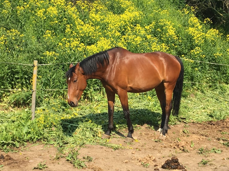 Caballo deportivo polaco Yegua 15 años 170 cm Castaño in Weimar