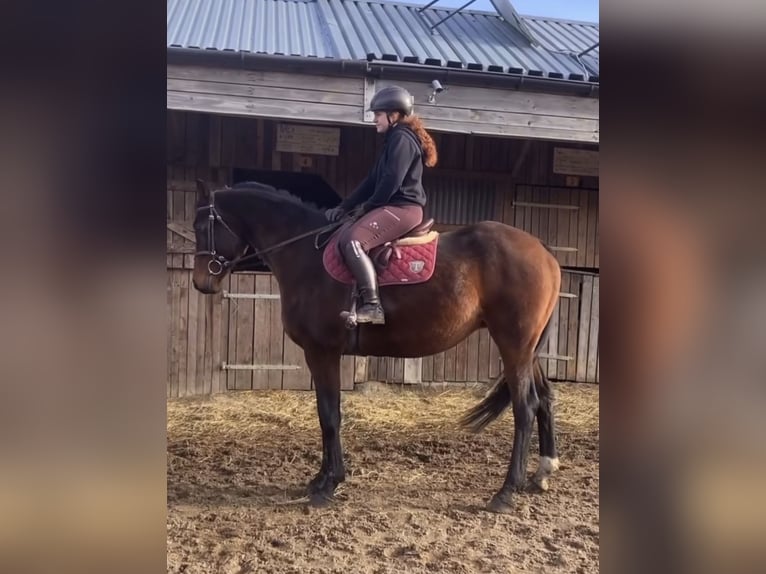 Caballo deportivo polaco Yegua 16 años 170 cm Castaño oscuro in Gdańsk