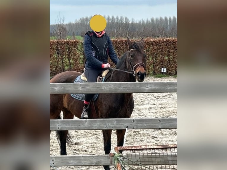 Caballo deportivo polaco Yegua 18 años 162 cm Castaño in Sint-Truiden