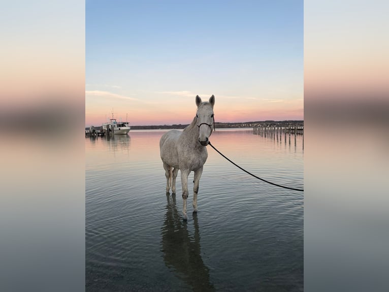 Caballo deportivo polaco Yegua 18 años 168 cm Tordo in Dießen am Ammersee