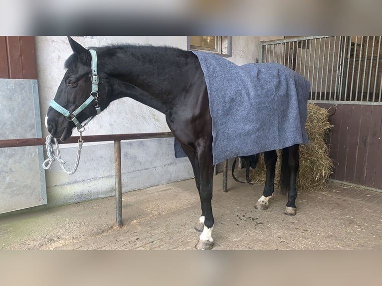 Caballo deportivo polaco Yegua 18 años 169 cm Negro in Neckarbischofsheim