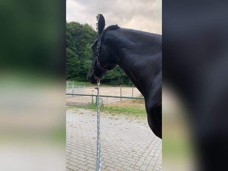 Caballo deportivo polaco Yegua 18 años 169 cm Negro in Neckarbischofsheim