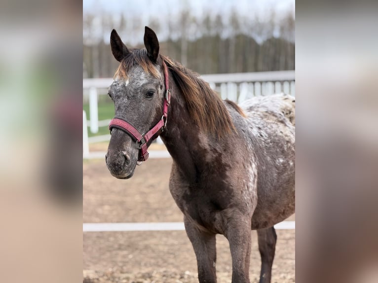 Caballo deportivo polaco Yegua 1 año 160 cm Atigrado/Moteado in SIEDLISKA