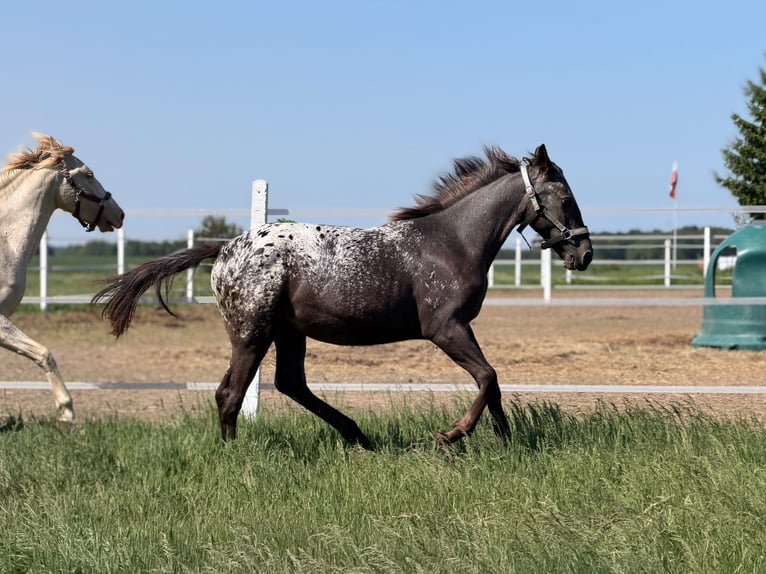 Caballo deportivo polaco Yegua 1 año 160 cm Atigrado/Moteado in SIEDLISKA