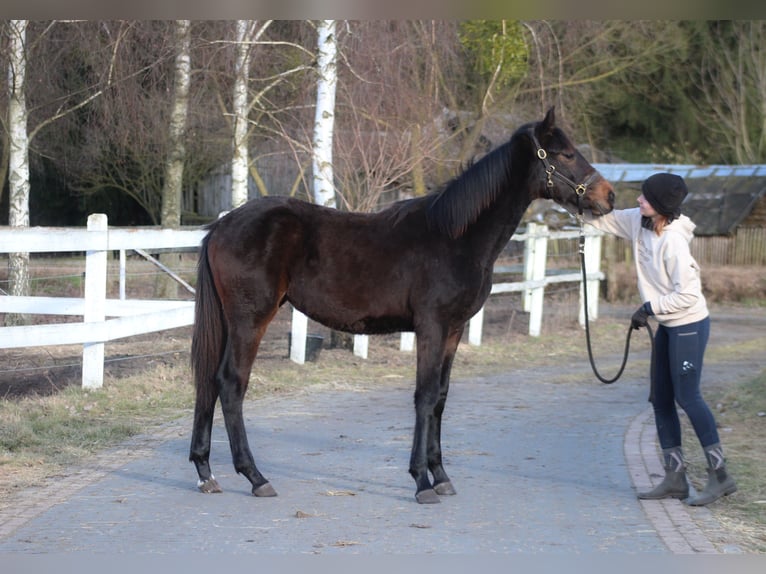 Caballo deportivo polaco Yegua 1 año 167 cm Castaño oscuro in Santok
