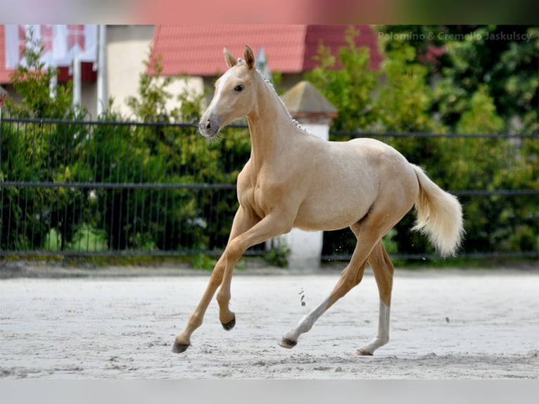 Caballo deportivo polaco Yegua 1 año 167 cm Palomino in Piecowice