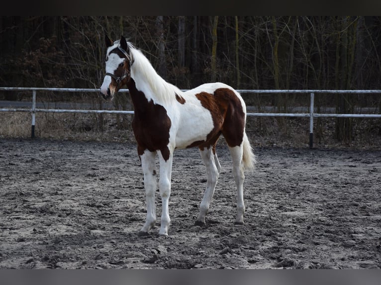 Caballo deportivo polaco Yegua 1 año 170 cm Pío in Chełmno