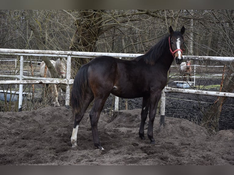 Caballo deportivo polaco Yegua 1 año 175 cm Castaño in Chełmno