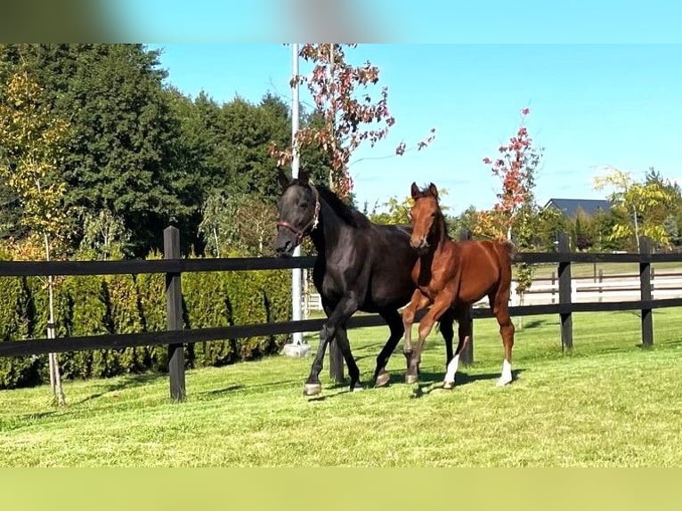 Caballo deportivo polaco Yegua 1 año in Serock
