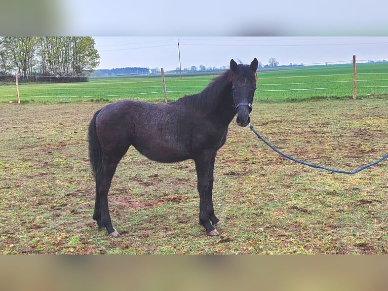 Caballo deportivo polaco Yegua 1 año Tordo in Szamotuły