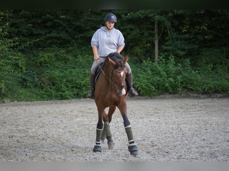 Caballo deportivo polaco Yegua 20 años 173 cm Castaño in Wallertheim