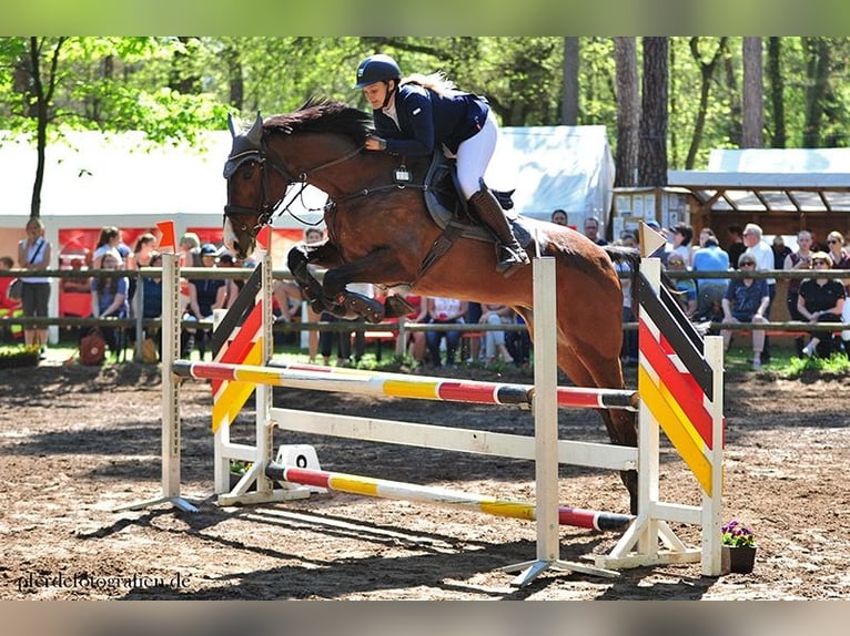 Caballo deportivo polaco Yegua 20 años 173 cm Castaño in Wallertheim