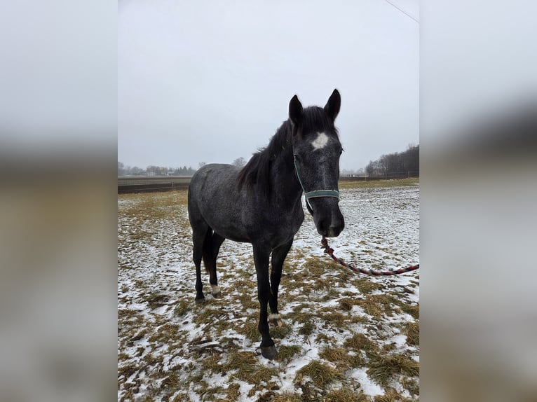 Caballo deportivo polaco Yegua 2 años 160 cm Tordo in Brzeźno