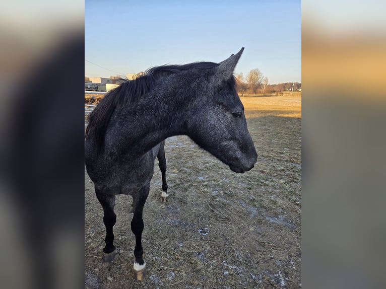 Caballo deportivo polaco Yegua 2 años 160 cm Tordo in Brzeźno