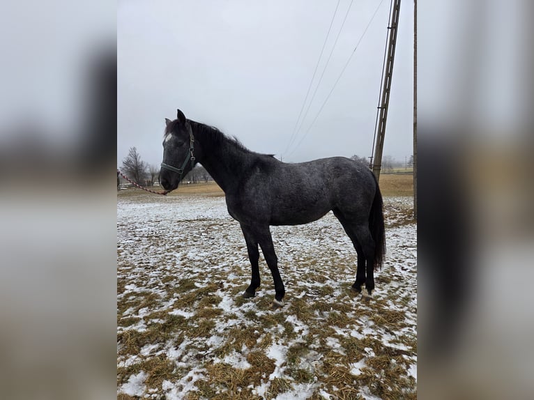 Caballo deportivo polaco Yegua 2 años 160 cm Tordo in Brzeźno