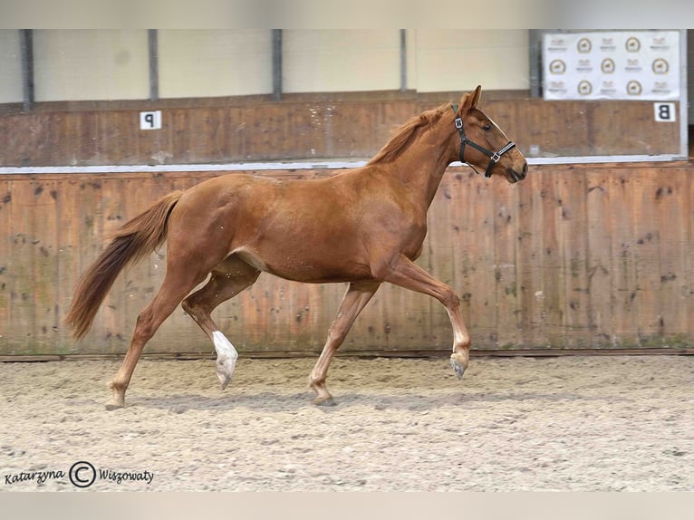 Caballo deportivo polaco Yegua 2 años 163 cm Alazán in Radzionk&#xF3;w