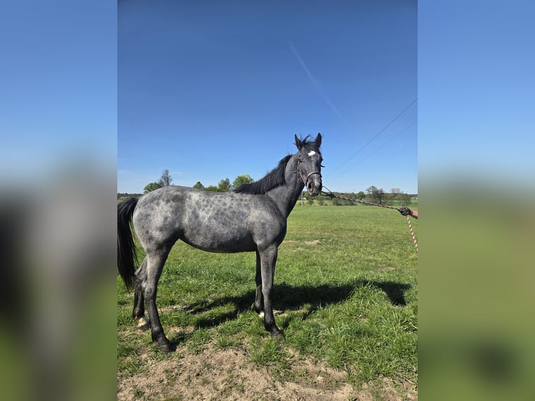 Caballo deportivo polaco Yegua 2 años 163 cm Tordo in Brzeźno
