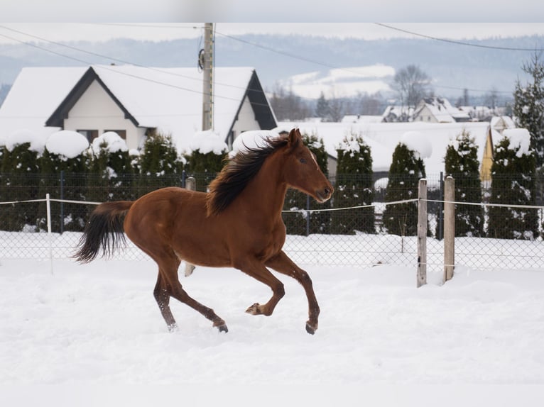 Caballo deportivo polaco Yegua 2 años 165 cm Alazán in Rabka-Zdrój