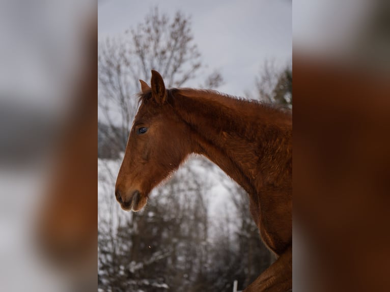 Caballo deportivo polaco Yegua 2 años 165 cm Alazán in Rabka-Zdrój