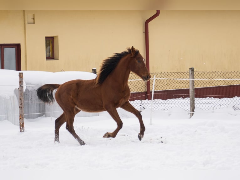 Caballo deportivo polaco Yegua 2 años 165 cm Alazán in Rabka-Zdrój