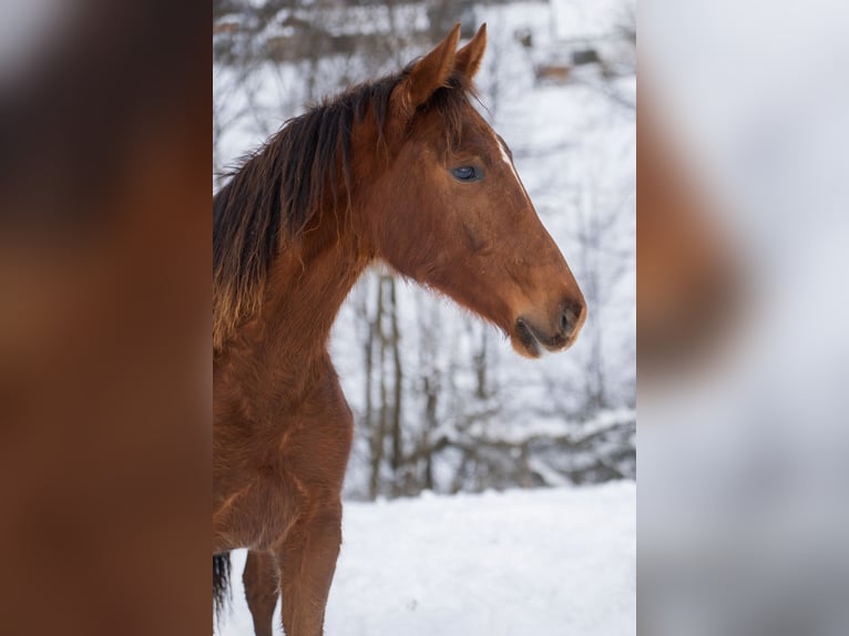Caballo deportivo polaco Yegua 2 años 165 cm Alazán in Rabka-Zdrój
