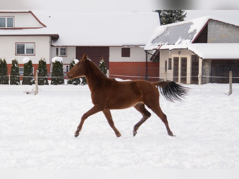 Caballo deportivo polaco Yegua 2 años 165 cm Alazán in Rabka-Zdrój