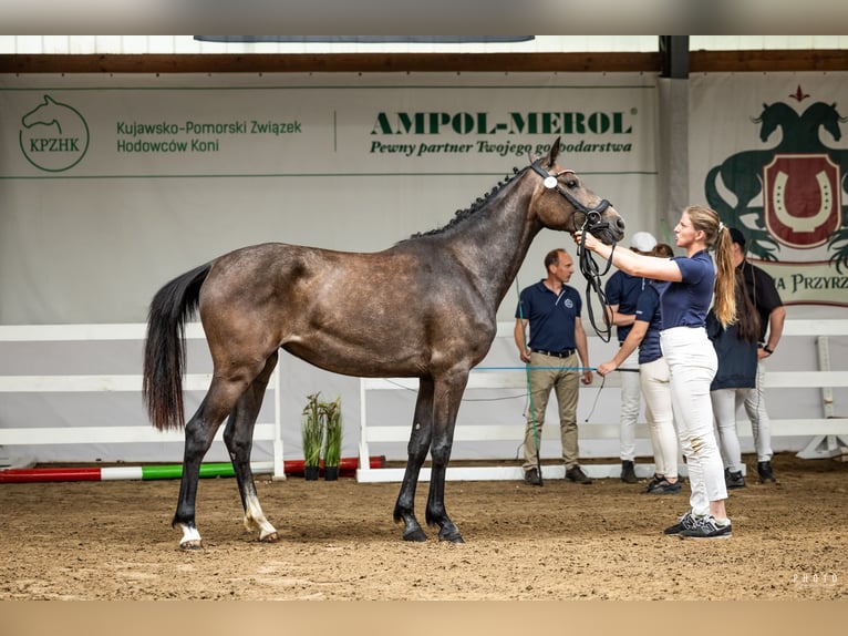 Caballo deportivo polaco Yegua 2 años 165 cm Tordo in Dębowa Łąka