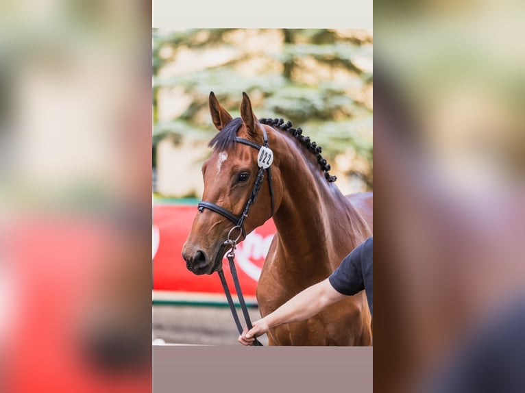 Caballo deportivo polaco Yegua 2 años 168 cm Castaño rojizo in Parkowo