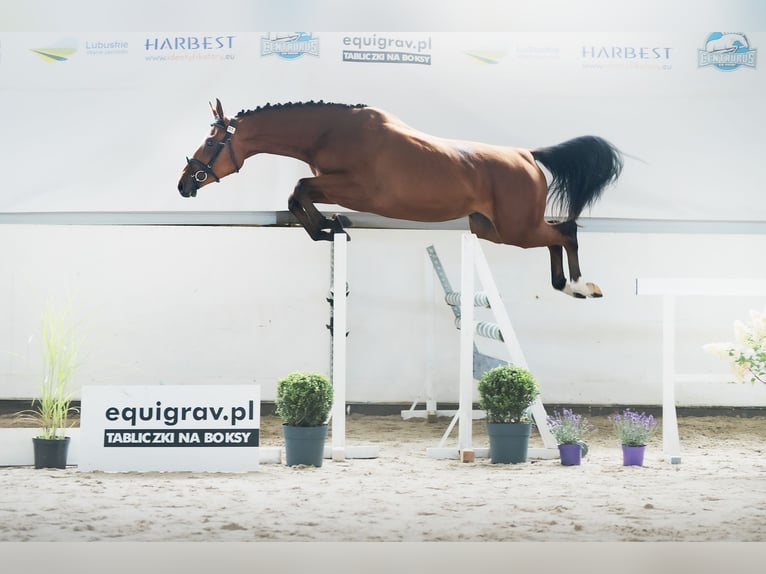 Caballo deportivo polaco Yegua 2 años 168 cm Castaño rojizo in Parkowo