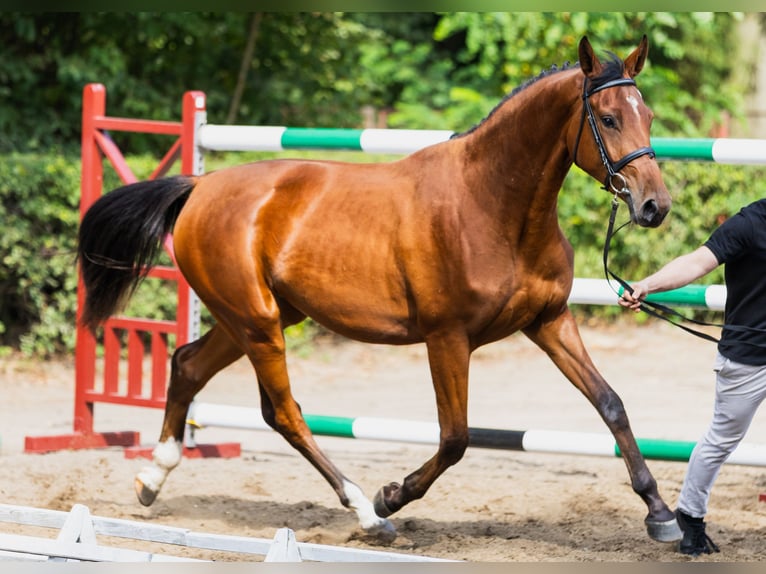 Caballo deportivo polaco Yegua 2 años 168 cm Castaño rojizo in Parkowo