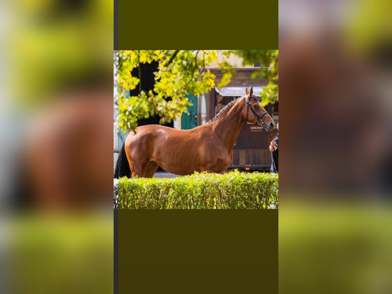 Caballo deportivo polaco Yegua 2 años 168 cm Castaño rojizo in Parkowo