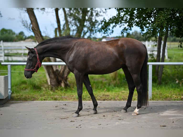 Caballo deportivo polaco Yegua 3 años 162 cm Negro in Deszczno