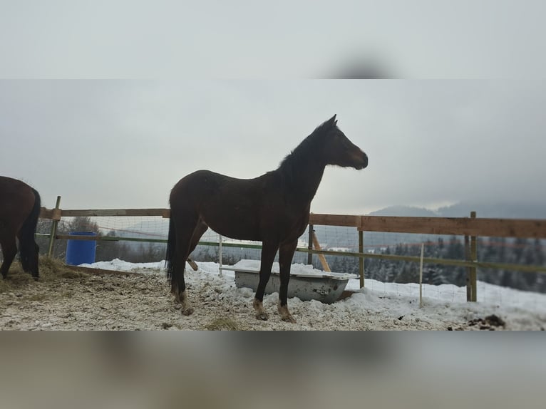 Caballo deportivo polaco Yegua 3 años 163 cm Castaño in Szczawa