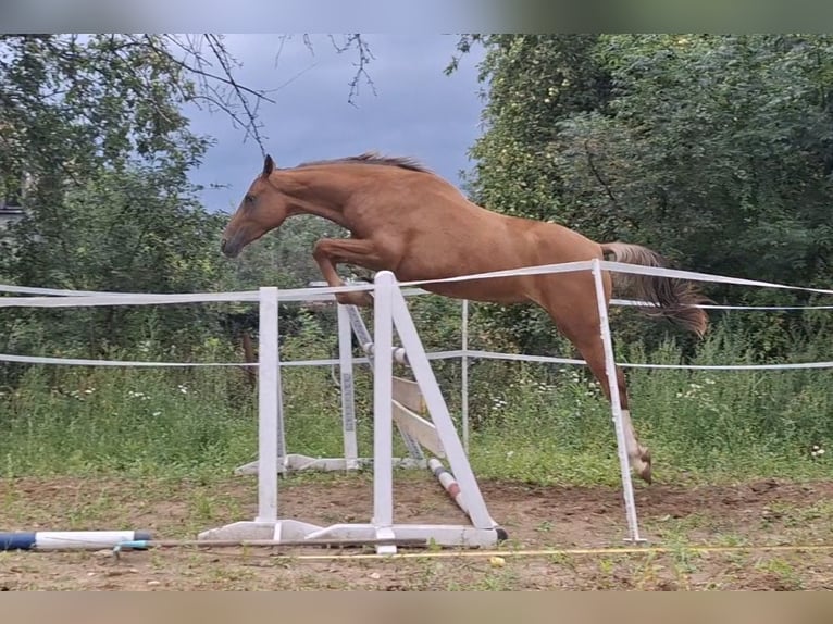 Caballo deportivo polaco Yegua 3 años 164 cm Atigrado/Moteado in Piekoszów