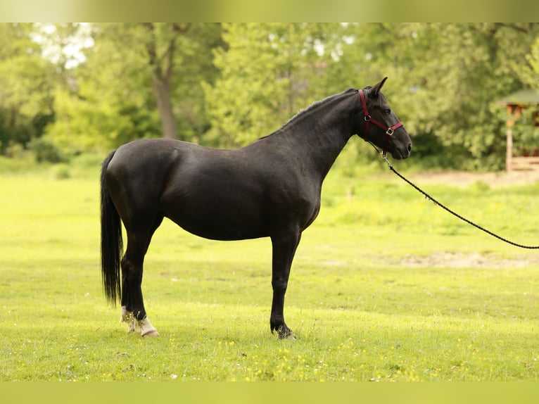 Caballo deportivo polaco Yegua 3 años 165 cm Negro in Nowe Za&#x142;ubice