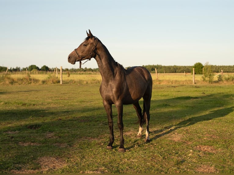 Caballo deportivo polaco Yegua 3 años 166 cm Tordo in Barlinek