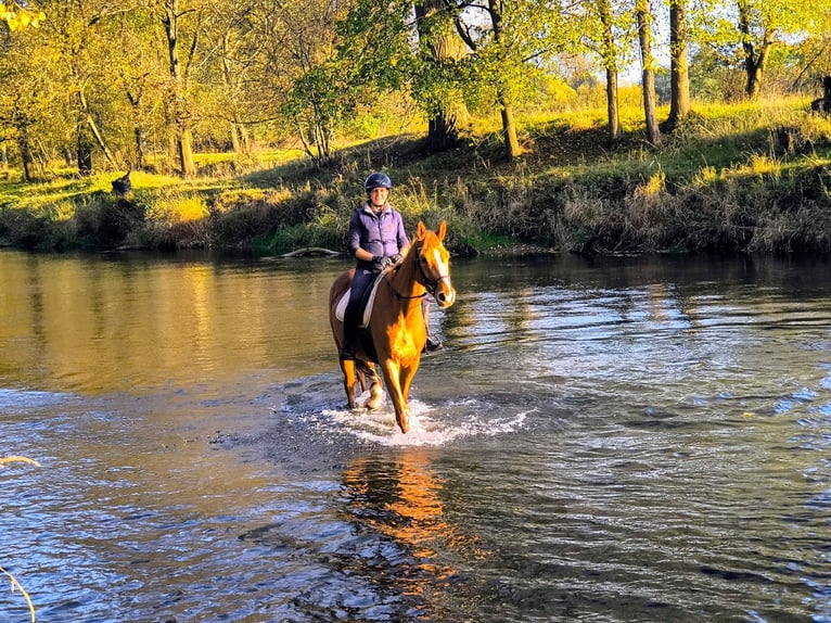 Caballo deportivo polaco Yegua 3 años 167 cm Alazán in Leszno Dolne